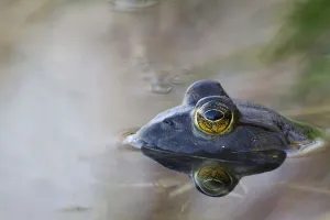 Close-Up Of American Bullfrog Partially Submerged In Water; Les Cedres, Quebec, Canada Close-Up Of American Bullfrog Partially Submerged In Water; Les Cedres, Quebec, Canada