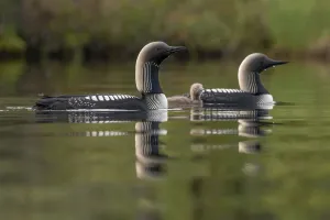 Close-up of a beautiful Pacific loon family (Gavia pacifica) gliding through the calm water; Whitehorse, Yukon, Canada Close-up of a beautiful Pacific loon family (Gavia pacifica) gliding through the calm water; Whitehorse, Yukon, Canada