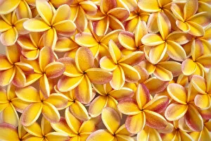 Images Dated 28th November 1998: Close-Up Of A Bed Of Yellow Plumeria Flowers, Pink Tips, Water Drops