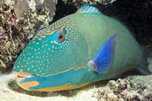 Images Dated 25th January 1999: Close-Up Of Bicolor Parrotfish In Crevice On Ocean Floor, Mouth Open Slightly, (Cetoscarus Bicolor)
