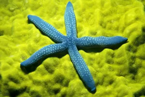 Images Dated 14th April 1999: Close-Up Of Blue Starfish On Poritirs Coral (Linckia Laevigata) C1921