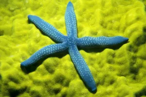 Close-Up Of Blue Starfish On Poritirs Coral (Linckia Laevigata) C1921 Close-Up Of Blue Starfish On Poritirs Coral (Linckia Laevigata) C1921