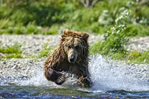 Detecting Gallery: Close-up of a brown bear (Ursus arctos horribilis) pouncing in the water fishing for salmon; Katmai National Park