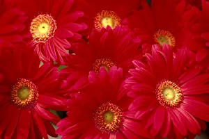 Close-Up Of Bunch, Red Daisies With Yellow Centers Close-Up Of Bunch, Red Daisies With Yellow Centers