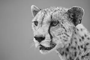 Threatened Species Gallery: Close-up of a cheetah (Acinonyx jubatus), head and shoulders portrait of a female animal looking