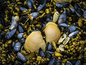 Marine Animals Gallery: Close-up of clam shells ad blue mussels (Mytilus edulis) exposed at low tide in Geographic Harbor;