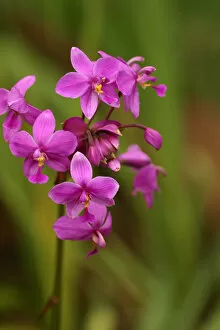 Images Dated 23rd July 2003: Close-Up Of A Cluster Of Bright Pink Orchids