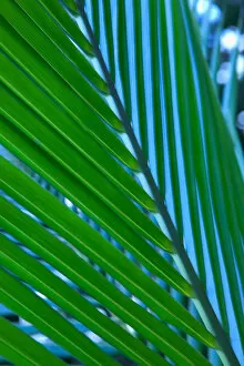 Images Dated 29th March 2005: Close-Up Detail Of Coconut Palm Leaf, Yellow And Green