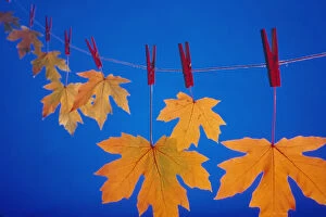 Images Dated 7th December 1998: Close-Up Of Fall Colored Maple Leaves On Clothesline / Nin Studio