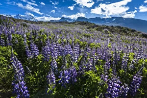 Svinafellsjokull Gallery: Close-up of field of spring flowers with mountains in background, Svinafellsjokull