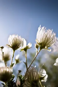 Close-Up Of Fuzzy White Flowers Reaching Toward Bright Sky Close-Up Of Fuzzy White Flowers Reaching Toward Bright Sky