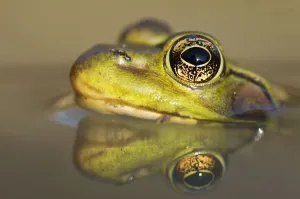 Close-Up Of Green Frog Partially Submerged In Water; Vaudreuil, Quebec, Canada Close-Up Of Green Frog Partially Submerged In Water; Vaudreuil, Quebec, Canada