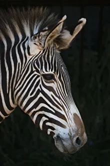 Close-Up Of Grevys Zebra (Equus Grevyi) Head In Profile Against A Black Background Close-Up Of Grevys Zebra (Equus Grevyi) Head In Profile Against A Black Background