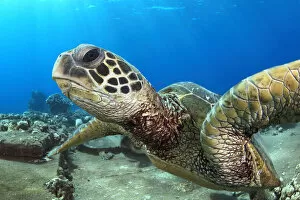 Black Turtle Gallery: Close-up of a Hawaiian Green Sea Turtle face, Hawaii, USA