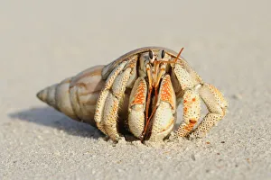 Close-up of Hermit Crab (Anomura) on Sand of Beach, La Digue, Seychelles Close-up of Hermit Crab (Anomura) on Sand of Beach, La Digue, Seychelles