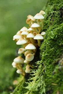 Close-up of Honey fungus (Armillaria mellea) in a forest in autumn, Upper Palatinate, Bavaria, Germany Close-up of Honey fungus (Armillaria mellea) in a forest in autumn, Upper Palatinate, Bavaria, Germany