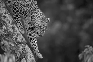 Close-up of a leopard (Panthera pardus) lifting its paw walking down a branch at the Kicheche Bush Camp; Masai Mara Close-up of a leopard (Panthera pardus) lifting its paw walking down a branch at the Kicheche Bush Camp; Masai Mara