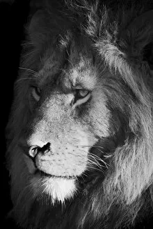 Threatened Species Gallery: Close-up of a lion (Panthera leo), head shot portrait of of a male animal looking out into