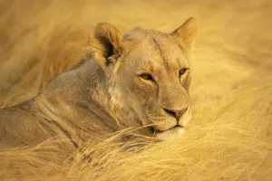 Close-up of a lioness lying down in the golden long grass in the Etosha National Park, Namibia Close-up of a lioness lying down in the golden long grass in the Etosha National Park, Namibia