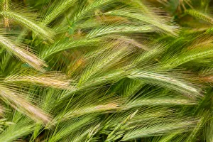 Close-up of long grass in Saint-Remy-de-Provence, Provence-Alpes-Cote d'Azur, Provence, France Close-up of long grass in Saint-Remy-de-Provence, Provence-Alpes-Cote d'Azur, Provence, France