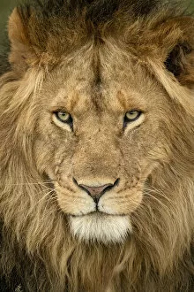 Dominion Gallery: Close-up of male lion head staring out