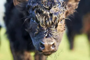 Belted Galloway Gallery: Close-Up of Newborn Banded Galloway Calf, Cotswolds, Gloucestershire, England, United Kingdom