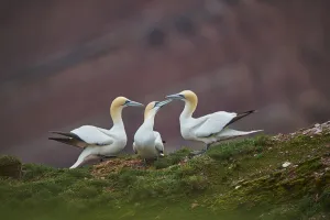 Close-up of Northern gannets (Morus bassanus) in spring (april) on Helgoland, a small Island of Northern Germany Close-up of Northern gannets (Morus bassanus) in spring (april) on Helgoland, a small Island of Northern Germany