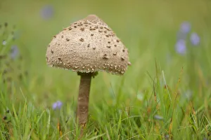 Close-up of a parasol mushroom (Macrolepiota procera) mushroom in a meadow in early autum, Upper Palatinate, Bavaria Close-up of a parasol mushroom (Macrolepiota procera) mushroom in a meadow in early autum, Upper Palatinate, Bavaria