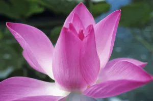Images Dated 2nd January 2007: Close-Up Of Pink Lotus Waterlily Bud