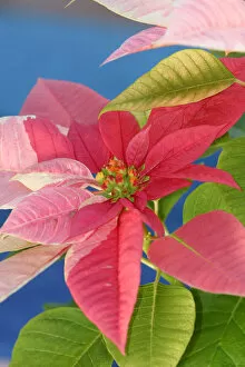 Images Dated 8th December 2003: Close-Up Of Pink Poinsettia With Blue Background