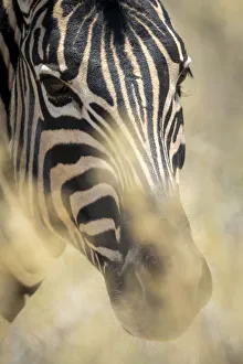 Close-up of a plains zebra looking at the camera through bushes, Etosha National Park,Namibia Close-up of a plains zebra looking at the camera through bushes, Etosha National Park,Namibia