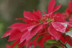 Images Dated 2nd December 2003: Close-Up Of Poinsettia Covered In Dew In The Rain