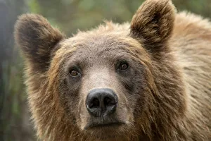 Close-up portrait of a grizzly bear (Ursus arctos horribilis); Atlin, British Columbia, Canada Close-up portrait of a grizzly bear (Ursus arctos horribilis); Atlin, British Columbia, Canada