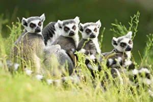 Close-up Portrait of Four Ring-tailed Lemurs (Lemur catta) sitting in Meadow in summer, Zoo Augsburg, Swabia, Bavaria Close-up Portrait of Four Ring-tailed Lemurs (Lemur catta) sitting in Meadow in summer, Zoo Augsburg, Swabia, Bavaria