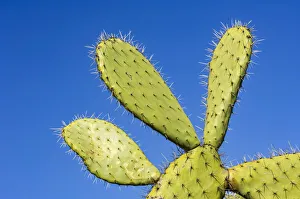 Close-up of a prickly pear cactus (Opuntia) showing thorns in Andalusia, Spain Close-up of a prickly pear cactus (Opuntia) showing thorns in Andalusia, Spain