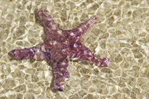 Close-Up Of Purple Starfish Seen Through Crystal Clear Rippling Water Close-Up Of Purple Starfish Seen Through Crystal Clear Rippling Water