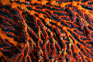 Close-Up of Red Seafan With Seastar Wrapped Around Branches; Fiji Close-Up of Red Seafan With Seastar Wrapped Around Branches; Fiji