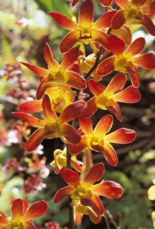 Close-Up Of Red And Yellow Dendrobium Orchids On Plant, Outdoors With Soft Focus Background Close-Up Of Red And Yellow Dendrobium Orchids On Plant, Outdoors With Soft Focus Background