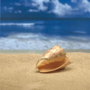 Images Dated 19th April 2000: Close-Up Of Seashell On Beach With Ocean Soft Focus In Background A33D