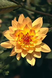 Close-Up Single Dahlia Flower On Plant, Orange Yellow With Red Center Tips Close-Up Single Dahlia Flower On Plant, Orange Yellow With Red Center Tips