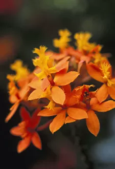Images Dated 11th August 1998: Close-Up Single Group Of Orange Epidendrum Orchid, Soft Focus