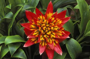 Close-Up Of A Single Red Bromeliad Blooming With Yellow Center, Green Leaves Close-Up Of A Single Red Bromeliad Blooming With Yellow Center, Green Leaves