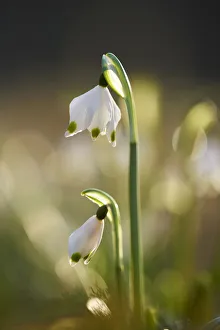 Close-up of Spring Snowflake (Leucojum vernum) Blooming in Spring, Upper Palatinate, Bavaria, Germany Close-up of Spring Snowflake (Leucojum vernum) Blooming in Spring, Upper Palatinate, Bavaria, Germany