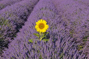 Close-up of Sunflower in Lavender Field, Valensole Plateau, Alpes-de-Haute-Provence, Provence, France Close-up of Sunflower in Lavender Field, Valensole Plateau, Alpes-de-Haute-Provence, Provence, France