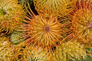 Images Dated 18th December 2004: Close-Up Top View Red Pin Cushion Protea Blossoms Or Leucospermum, Texture Detail