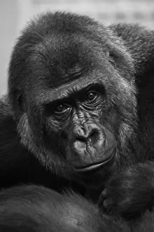 Close-Up Of Western Lowland Gorilla (Gorilla Gorilla Gorilla) Looking At Camera; Cabarceno Close-Up Of Western Lowland Gorilla (Gorilla Gorilla Gorilla) Looking At Camera; Cabarceno