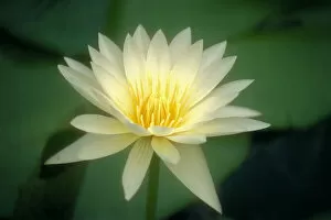 Images Dated 9th October 2001: Close-Up Of One White Lily Blossom In Pond, Green Leaves Background