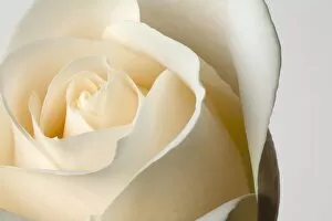 Images Dated 21st January 2006: Close-Up Of White Rose Against White Background