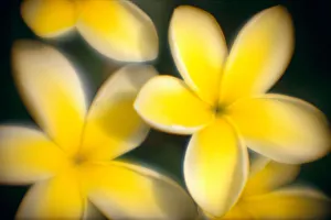 Close-Up Of Yellow Plumeria Flowers Soft Focus B1596 Close-Up Of Yellow Plumeria Flowers Soft Focus B1596