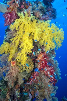 Close-Up Of Yellow And Red Alcyonarian Coral On Life Boat Davit, Blue Water, (Dendronephthya Sp) Overgrown Close-Up Of Yellow And Red Alcyonarian Coral On Life Boat Davit, Blue Water, (Dendronephthya Sp) Overgrown